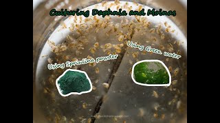 How To Culture Daphnia and Moinas using Green Water Spirulina powder [upl. by Sadira]