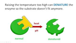 Optimum rate and denatured enzymes [upl. by Tisbee488]