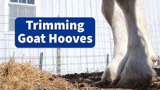 How to Trim Goat Hooves [upl. by Whipple840]