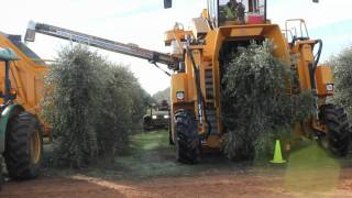 Oxbo 6420 Super High Density Olive Harvester [upl. by Aikkan]