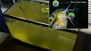 Raising Daphnia for the Freshwater Aquarium [upl. by Derril]