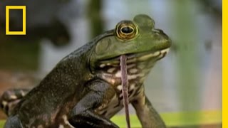 Bullfrogs Eat Everything  National Geographic [upl. by Rehportsirhc26]