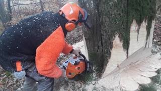 Abattage dun gros Hêtre STIHL ms 500i [upl. by Raf293]