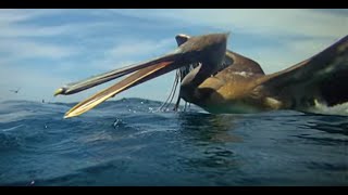 Pelicans Diving  Slow Mo [upl. by Hearn]