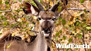 WildEarth  Sunset Safari  30 December 2023 [upl. by Swithbart834]