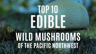 Top 10 Edible Wild Mushrooms of the Pacific Northwest [upl. by Hanimay]