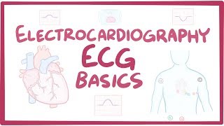 Electrocardiography ECGEKG  basics [upl. by Nefen707]