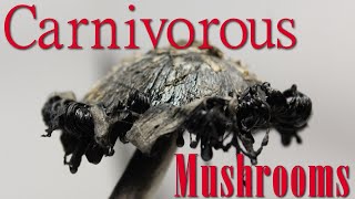 The Inky Cap  Carnivorous Mushrooms that Digest Themselves  with Timelapse [upl. by Howarth727]