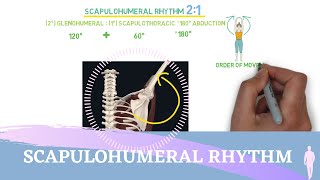 Scapulohumeral Rhythm Simple Animation I Shoulder Kinesiology [upl. by Arathorn]