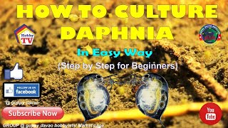 HOW TO CULTURE DAPHNIA In Easy Way [upl. by Adachi607]