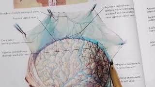 Dural Venous Sinuses part 1 very easy to understand [upl. by Nylac]