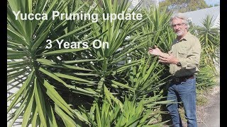 Yucca Pruning  3 years on [upl. by Woehick]