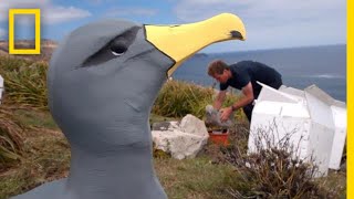 This Plan to Save a Rare Albatross From Extinction Just Might Work  National Geographic [upl. by Notneb]