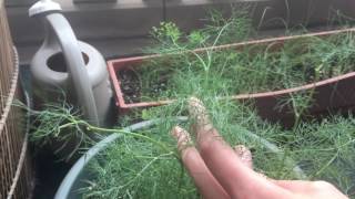 How to Prune Harvest and Grow Dill in Containers [upl. by Lleryt]