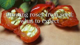 Growing roses from seed what to expect [upl. by Ahsinroc]