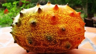 Kiwano  African Horned Melon Growing amp Tasting [upl. by Alexio]