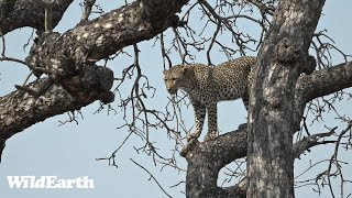 WildEarth  Sunset Safari  11 September 2023 [upl. by Siurtemed]