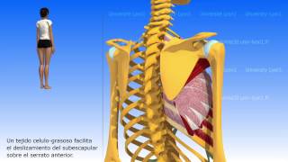 Articulación escapulo torácica [upl. by Lledyr631]